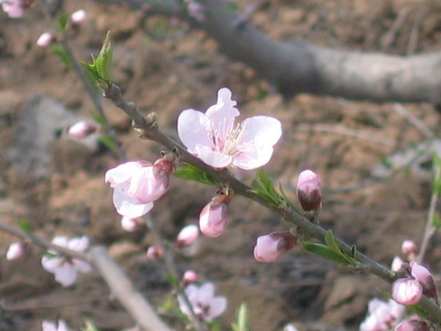 2005442231223236.jpg