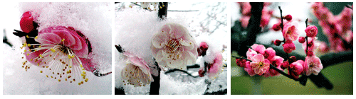 200773110411433819.gif