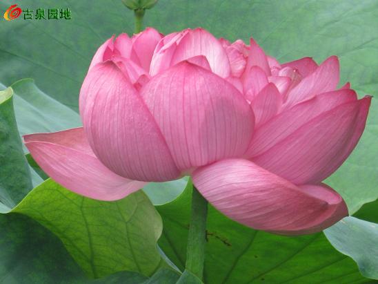 3_34978_57dd0cd21c0e539.jpg