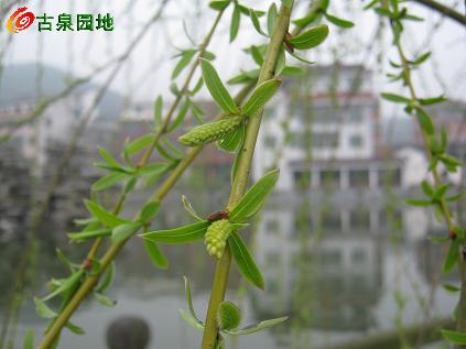 25_34978_b8b779d596d8164.jpg