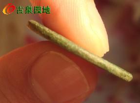 21_103336_8fddba883a1cddd.jpg