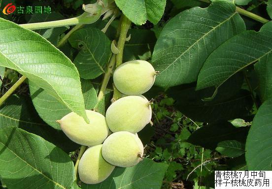 606_46263_c5db0799d08407f.jpg