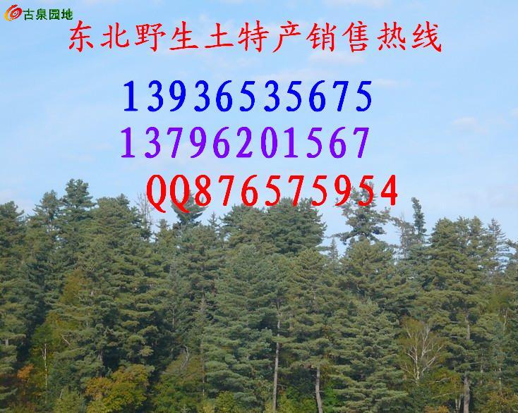 605_46263_648c0b5ba165ea5.jpg