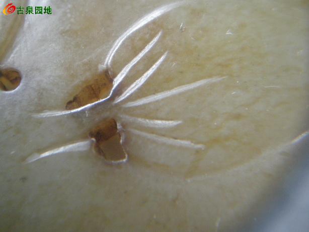 605_101385_5cff31cd27c6af0.jpg