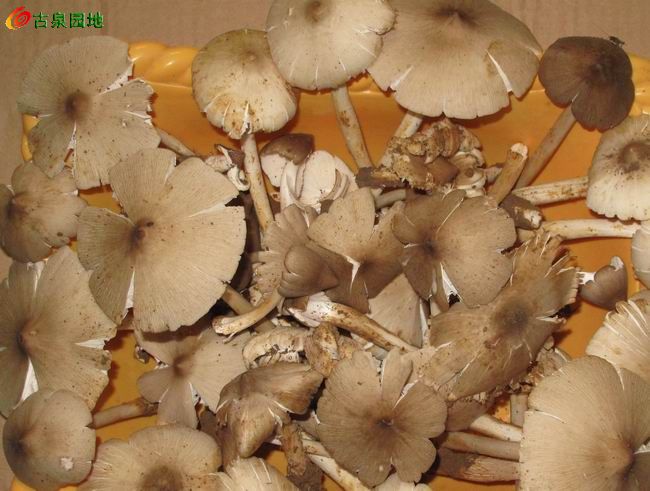 野生食用菌类图片介绍内容|野生食用菌类图片介绍 ...