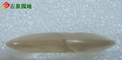 605_31924_c8a8e3e893ac97e.jpg