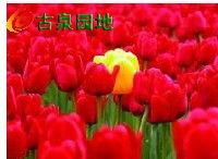 3_132453_d42def4997a24a1.jpg