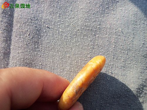 605_129707_8018bbd6dc4ae9c.jpg