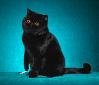 29_44181_e573cb8a8f6fdc8.gif