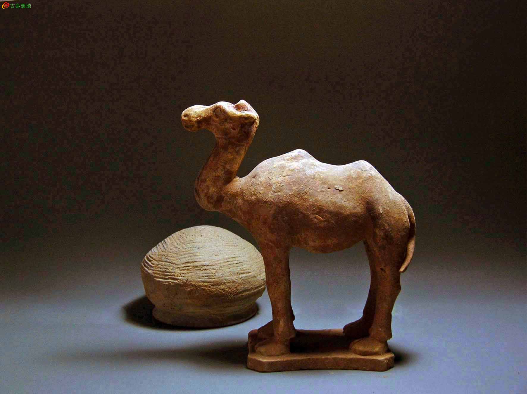 唐彩陶骆驼一公一母